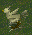 Regular Chocobos
